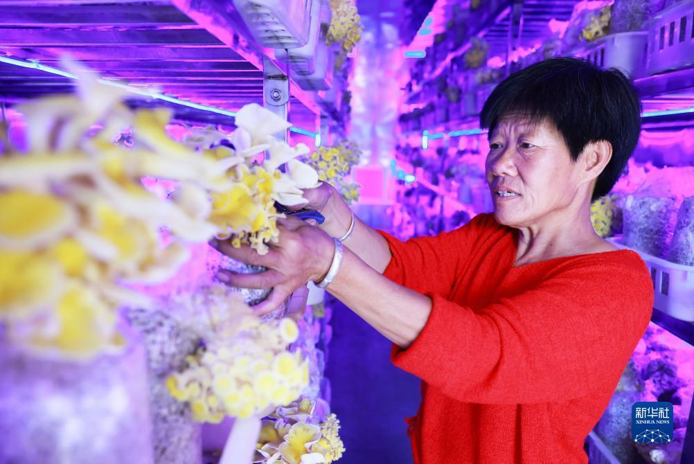 捕鱼网站下载